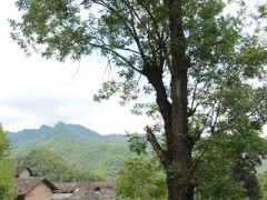 陕西镇巴:500多棵古树的好日子