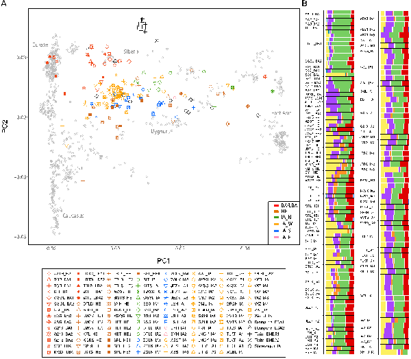 图1。 新疆人群的主成分分析(A)ADMIXTURE (B) 分析。注:图B中四种主要的人群:绿色,北亚人群;红色,伊朗农业人群;紫色,安纳托利亚农业人群;黄色,东亚采集狩猎者。
