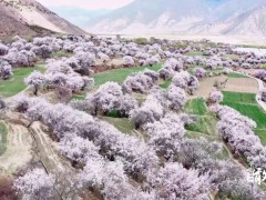 瞰中国·春回大地丨西藏林芝：高原春至 “桃”人欢喜