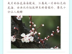 清明赏花去哪里？随这份赏花地图看满园春色
