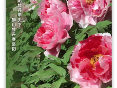 2022年4月2日，一起早读云南！