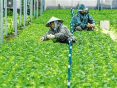 基地采收忙 市场有保障