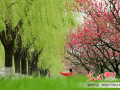 【网络中国节·清明】插柳、戴柳……清明这些习俗与柳有关