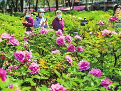 洛阳牡丹绽芳容