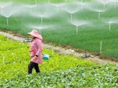 抢种“菜园子” 保障“菜篮子”