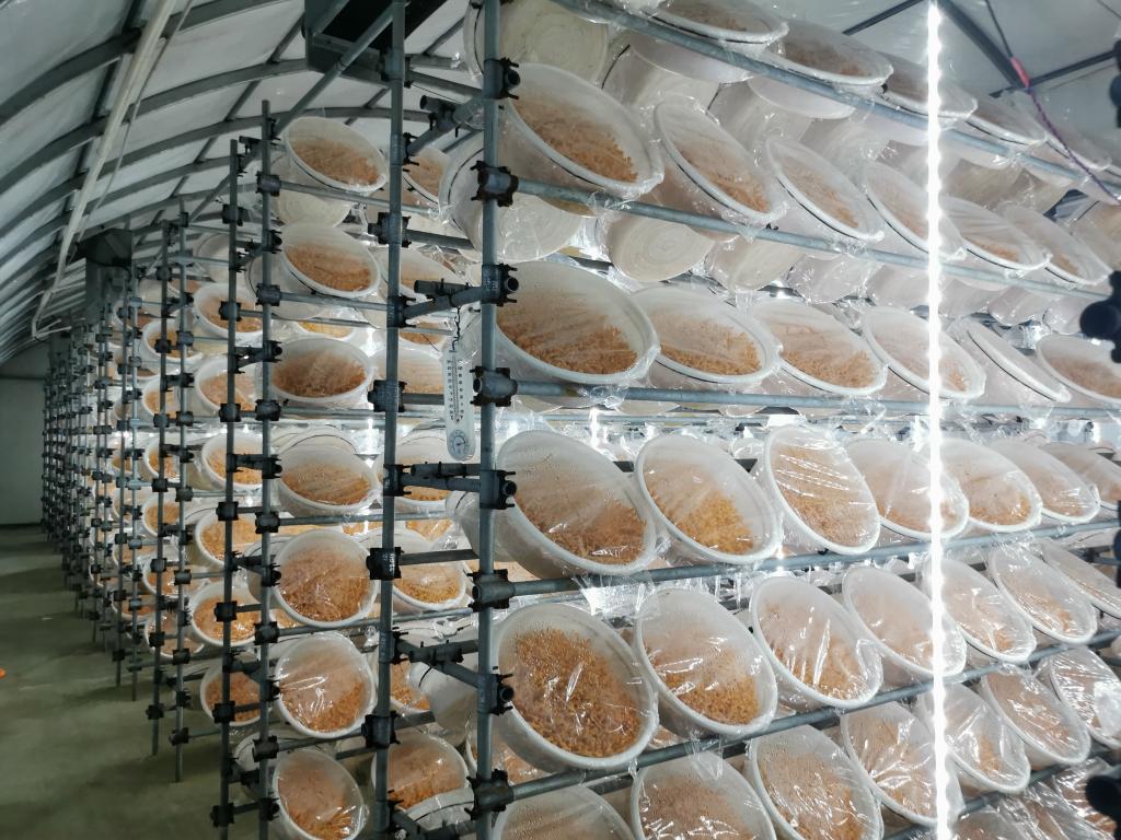 这是安徽省百麓现代农业科技有限公司的智能菇房。新华社记者姜刚 摄