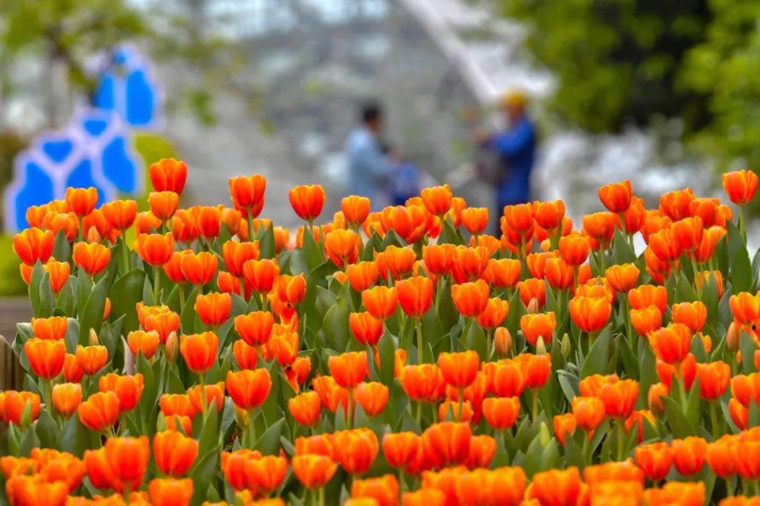 南山植物园。崔景印 摄