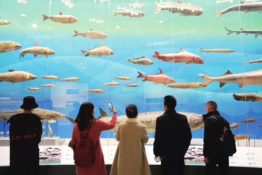 重庆自然博物馆长江鱼类标本展柜。秦廷富 摄