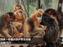 这些珍稀野生动物违法交易是如何发生的？
