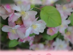 绝美！师大花刊！