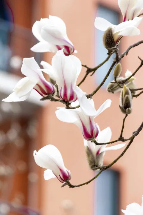 花蕾卵圆形花先叶开放直立，芳香观赏地：玉兰苑餐厅附近
