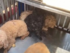 网传上海月浦镇3只宠物犬被无害化处理？主人发声，宠物已得到悉心照护