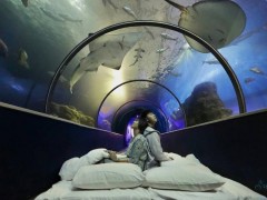 与鱼共眠 澎湖水族馆推夜宿体验