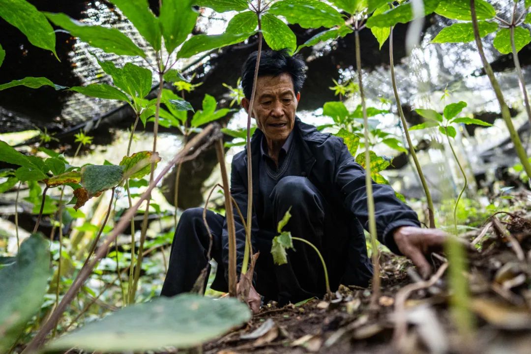 在云南西畴县西洒镇，程敦儒在中药材基地劳作（3月27日摄）。江文耀 摄