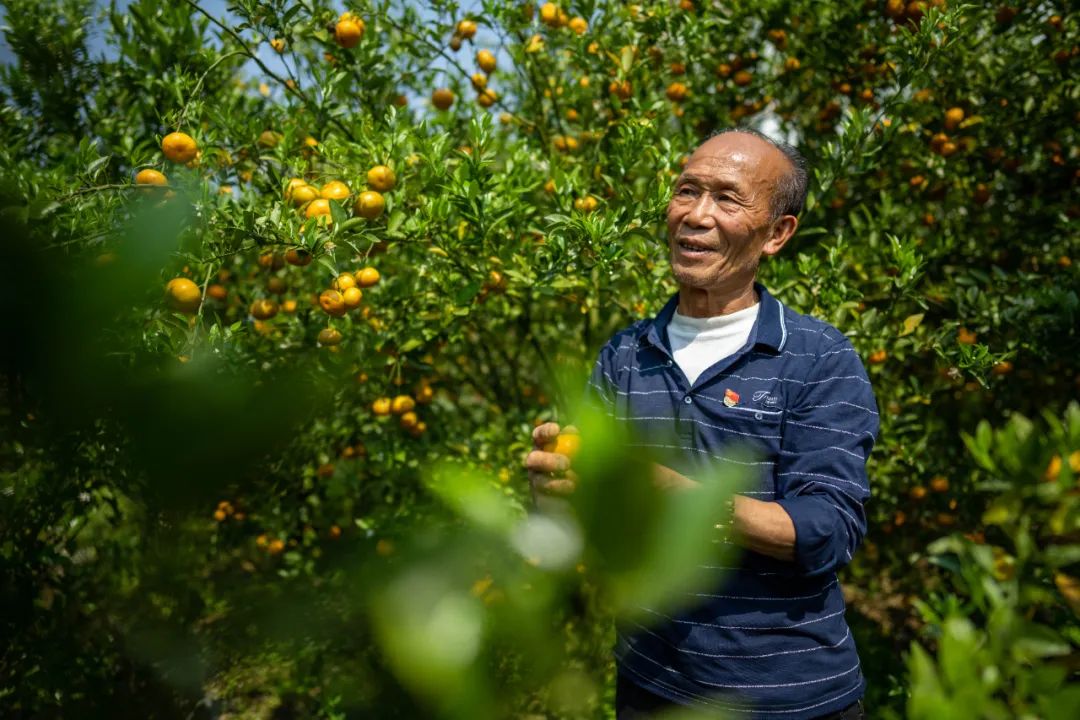 刘超仁在云南西畴县兴街镇江龙村查看待收获的柑橘（3月26日摄）。江文耀 摄