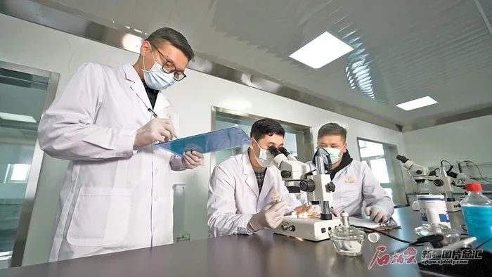 新疆豪子畜牧有限公司科研人员正在育种试验（摄于2021年10月17日）。司梦扬摄