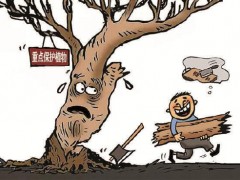 图说时事|砍伐蚬木做菜板 被判危害国家重点保护植物罪