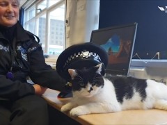 英国一只猫咪被警局“收编” 担任“首席捕鼠官”