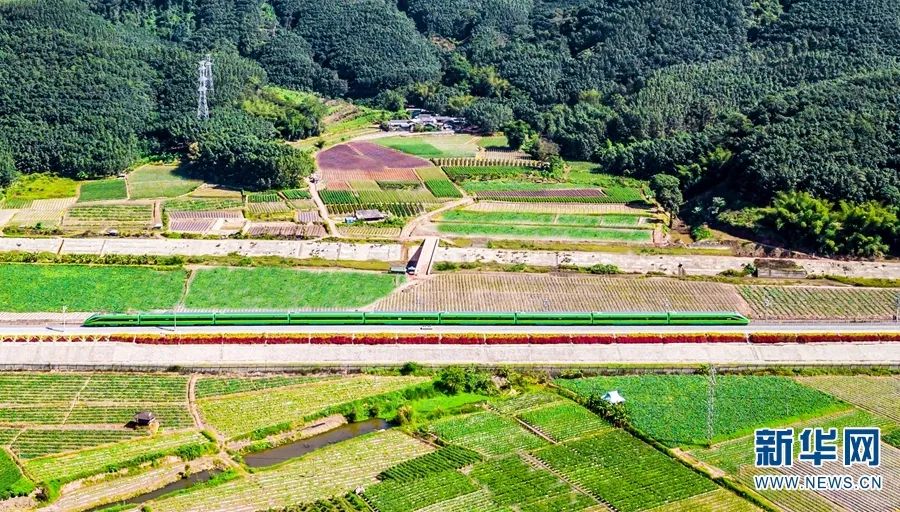 “绿巨人”奔驰在林间田野 何俊云 摄