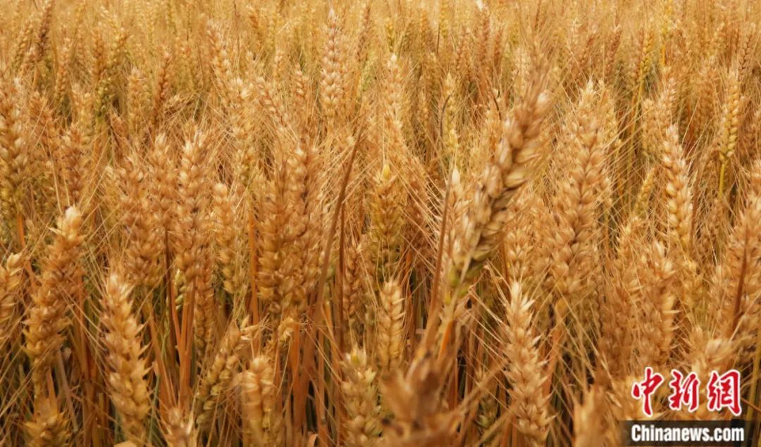 中新社发&nbsp;王双正 摄