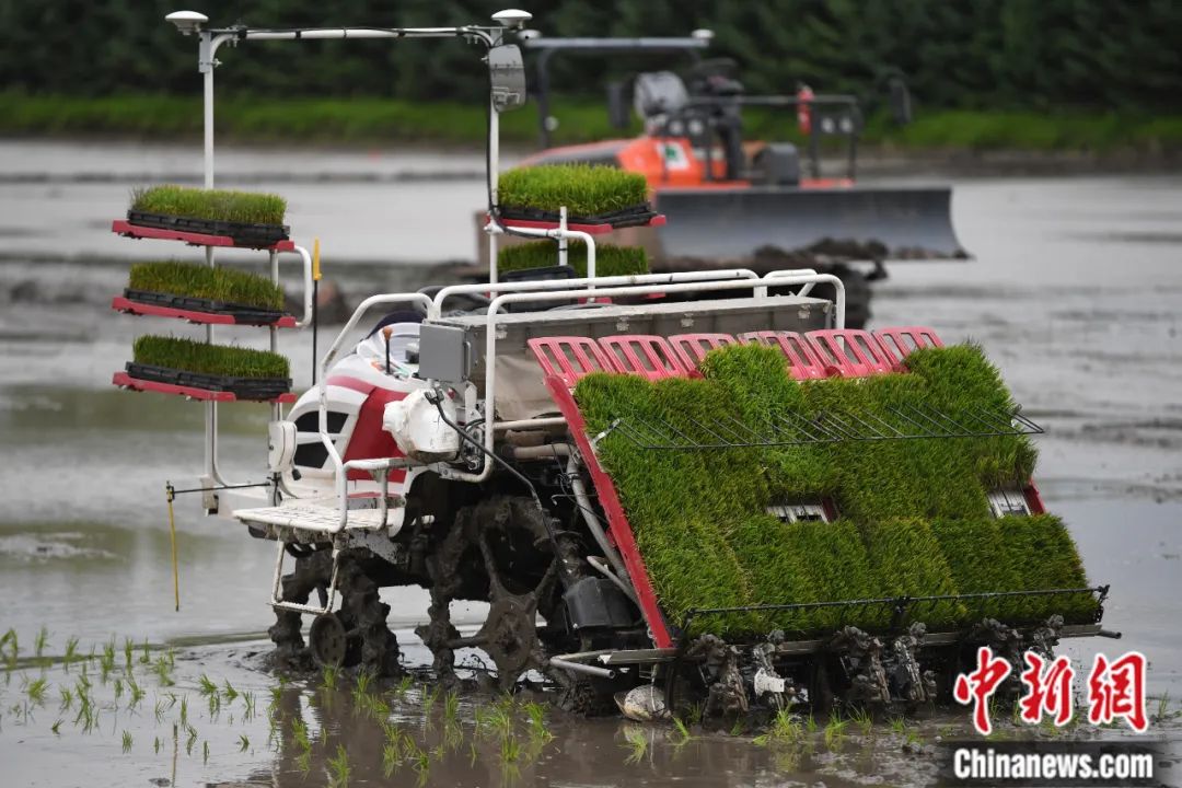 在“中国绿色米都”北大荒农垦集团有限公司建三江分公司，无人驾驶插秧机在稻田里自动插秧。中新社记者 张兴龙 摄