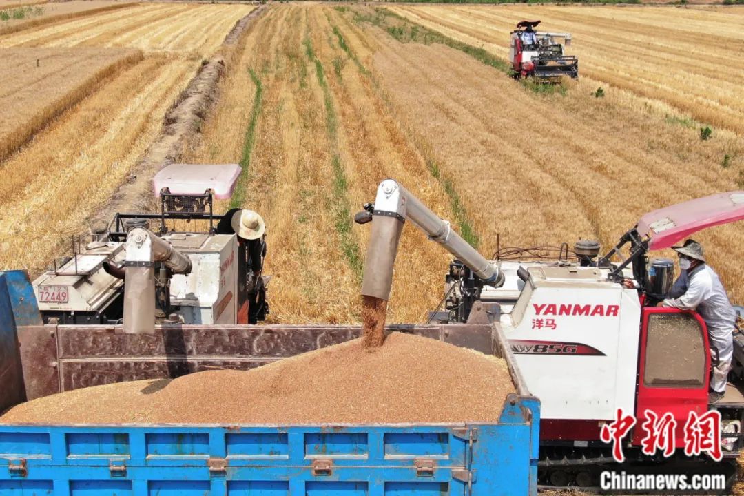 江苏省南京市江宁区湖熟街道省级现代农业产业园区内，工作人员驾驶农机在田间收割小麦。（无人机照片）。中新社记者 泱波 摄