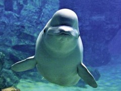 俄罗斯赠给日本的白鲸突然死亡 原本能活50年