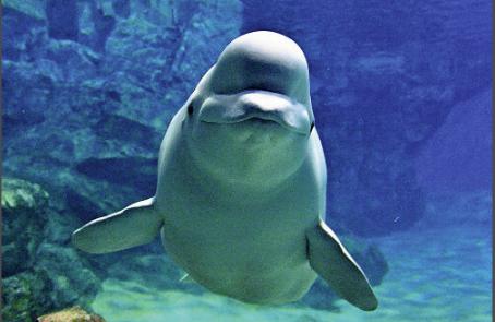 俄罗斯赠给名古屋港水族馆的白鲸(名古屋港水族馆)