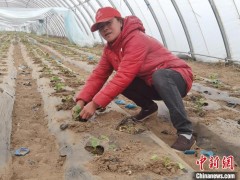 【十年@每一个奋斗的你】香瓜地铺开“春耕图” 村民喜尝致富“甜头”