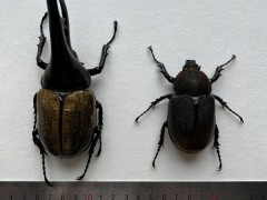 成都海关查获4头活体大力神甲虫