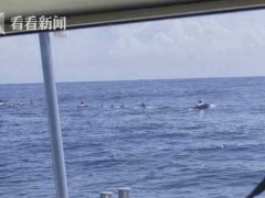 视频｜巧了巧了，“海豚日”海警巡逻遇到海豚！