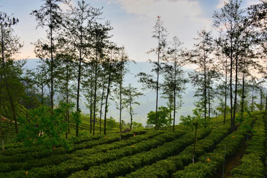 茶山 吴再忠 摄