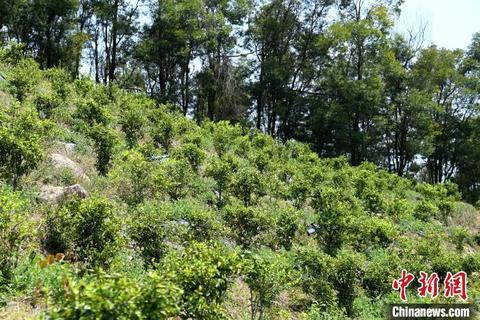 张高汉在深山内大力发展林下经济。 张金川 摄