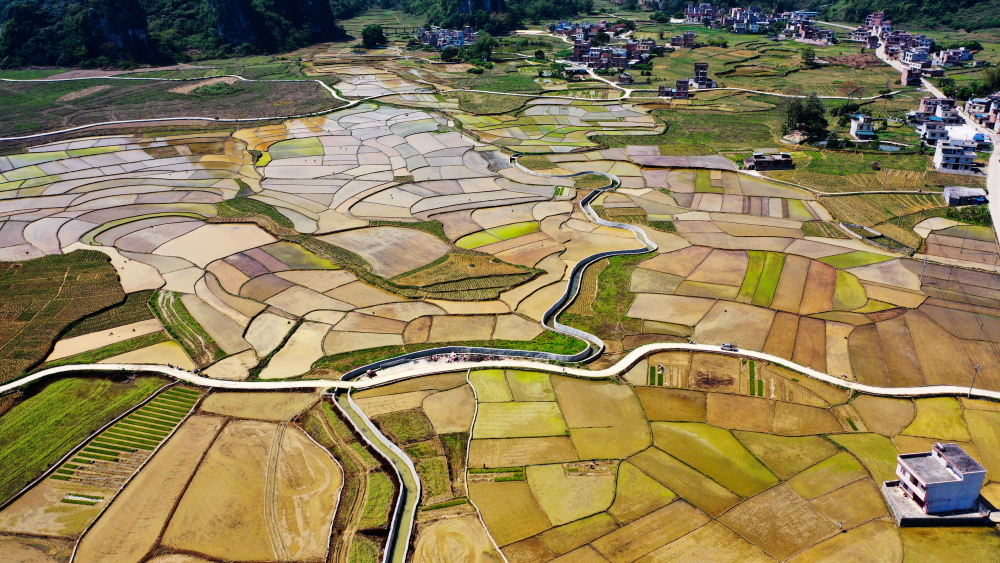 这是广西大化瑶族自治县大化镇龙口村富硒水稻种植基地的景色(4月8日摄,无人机照片)。新华社记者 张爱林 摄