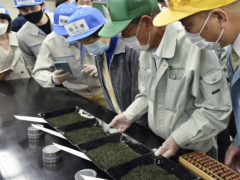 1千克10万元人民币 日本新茶拍卖价格创新高