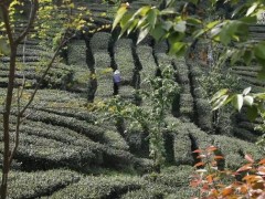 我的就业进行时｜茶香拂遍秦巴山 织出乡村振兴好“钱”途