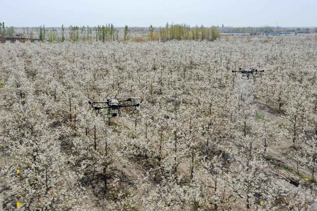 在铁门关市一处香梨示范园,植保无人机进行授粉作业(无人机照片)。(新华社记者 丁磊 摄)