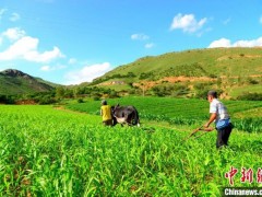 内外冲击下，中国“粮袋子”能否稳得住？
