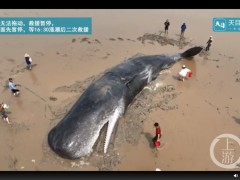 浙江象山50吨重鲸鱼搁浅：救援人员现场不停泼水散热，待涨潮后有望回归大海