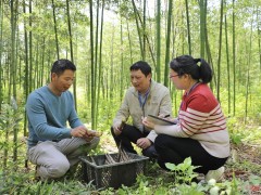 乡村振兴道路上的“绿竹春影”