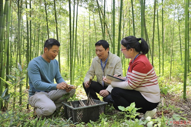 巴马瑶族自治县纪委监委工作人员深入该县巴马镇龙洪雷竹基地,与负责人了解基地雷竹笋销售情况。(黄肖桦/摄)