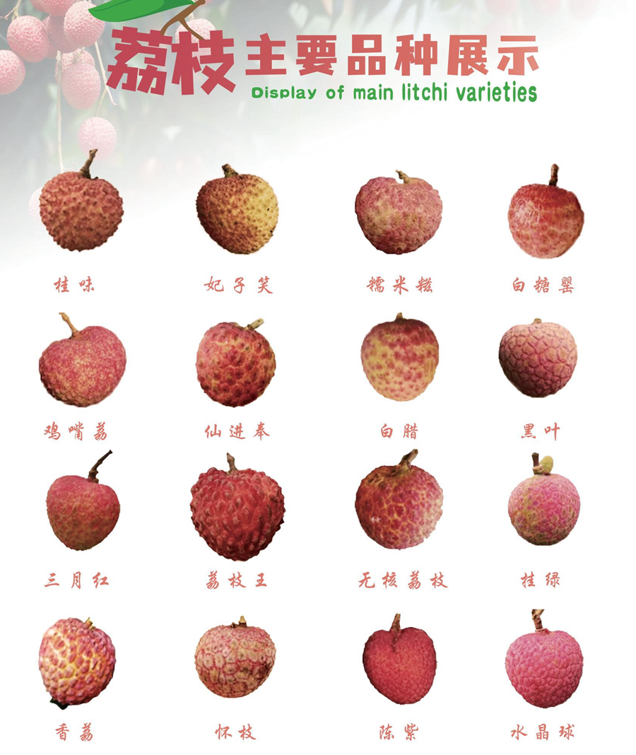 广东荔枝分布图&荔枝主要品种展示(双击查看大图)