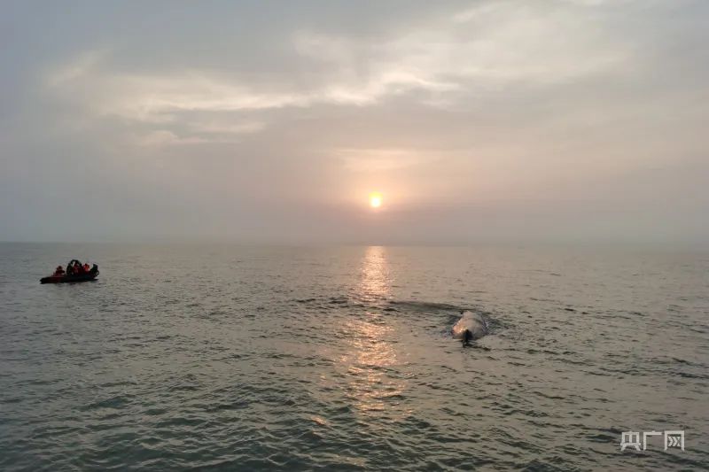 鲸鱼回归大海(央广网发 象山县传媒中心供图)
