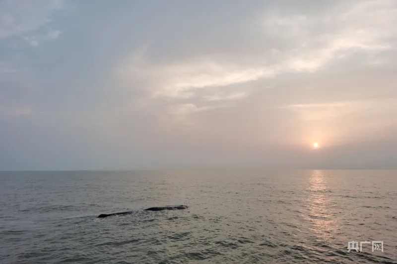 鲸鱼回归大海(央广网发 象山县传媒中心供图)