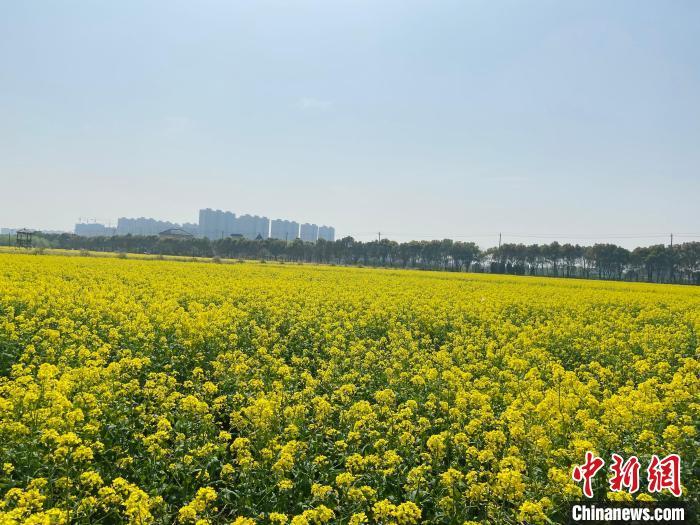 资料图：杭州市钱塘区江东村油菜花田。　黄慧 摄