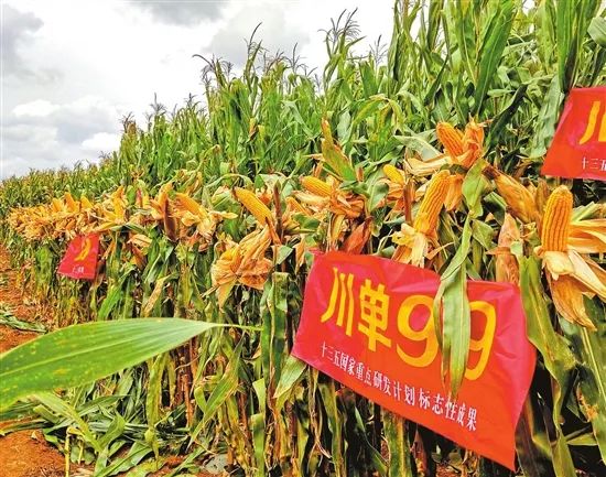 陆良县高产玉米品种川单99号  资料图 图源：云南日报