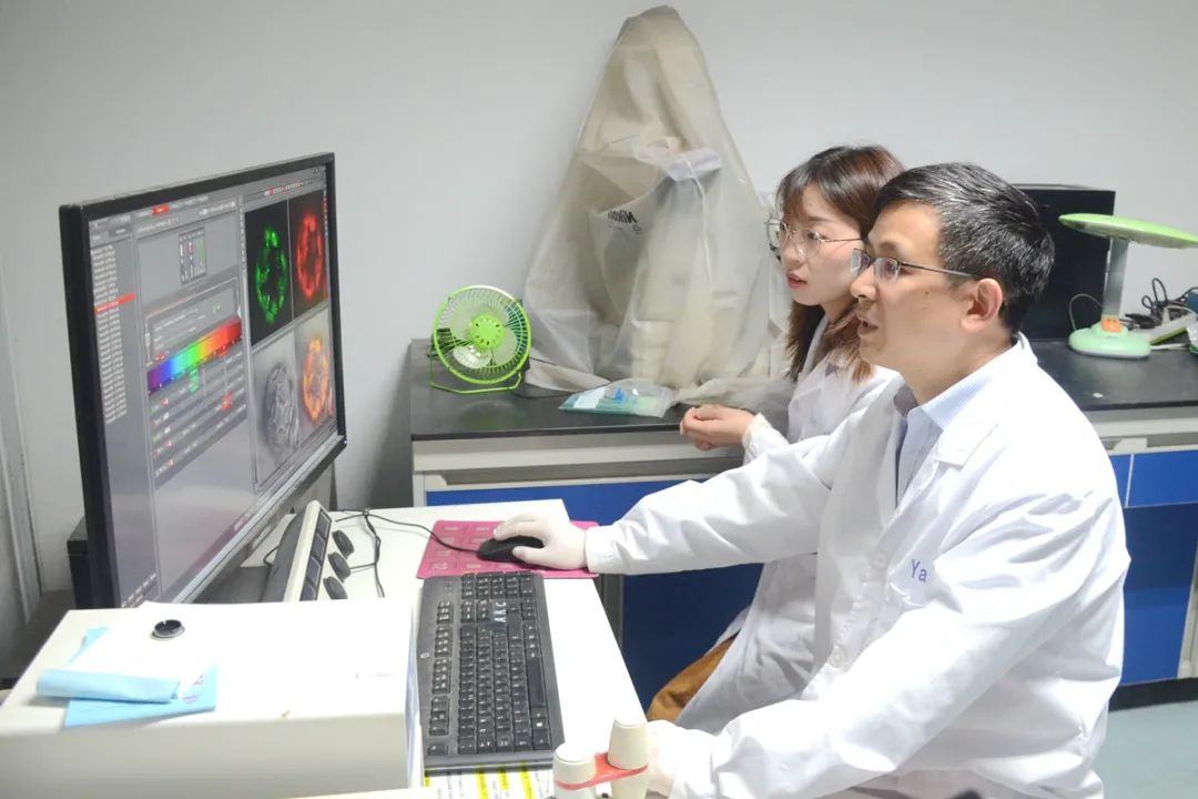 ▲严顺平老师与学生探讨激光共聚焦实验结果(匡敏 摄)