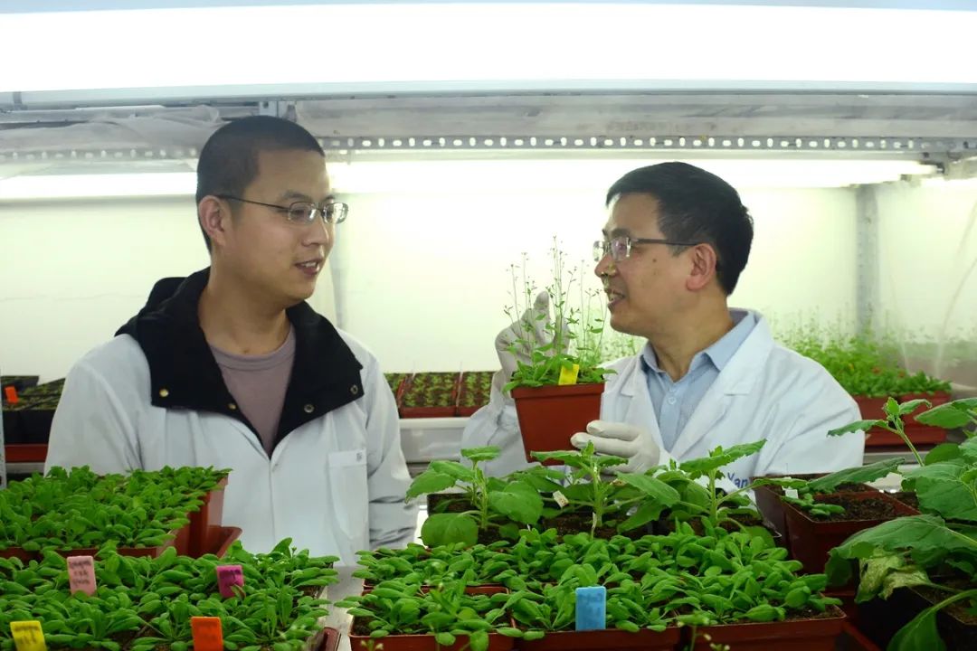 ▲严顺平老师与学生一起查看拟南芥长势(匡敏 摄)