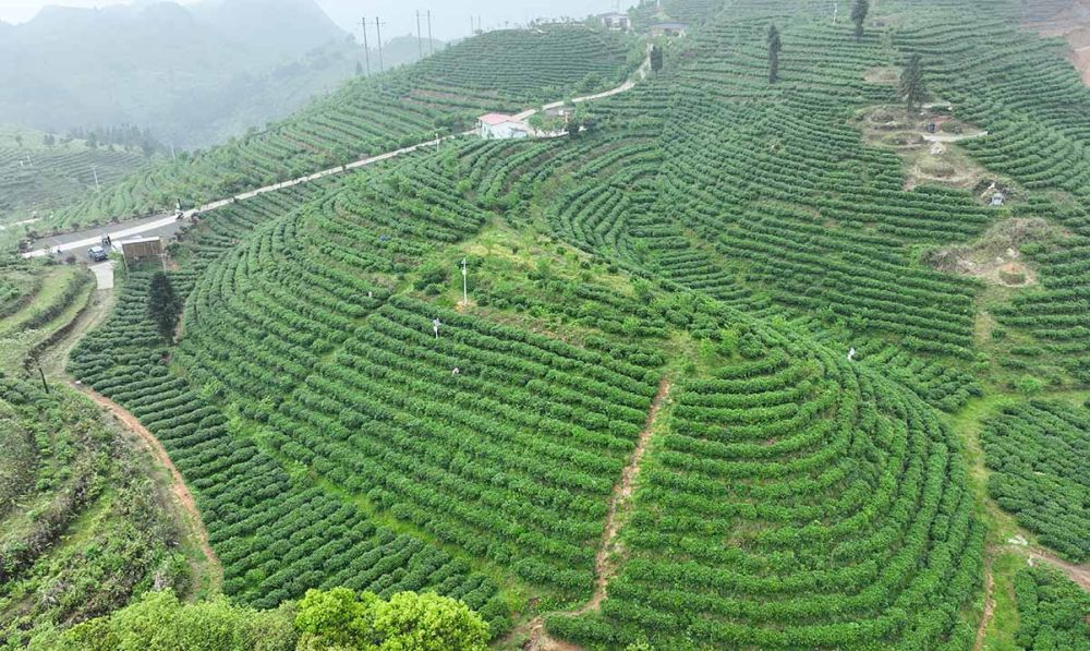↑贵州省丹寨县龙泉镇马寨茶园一角（无人机照片）新华社记者 杨楹 摄