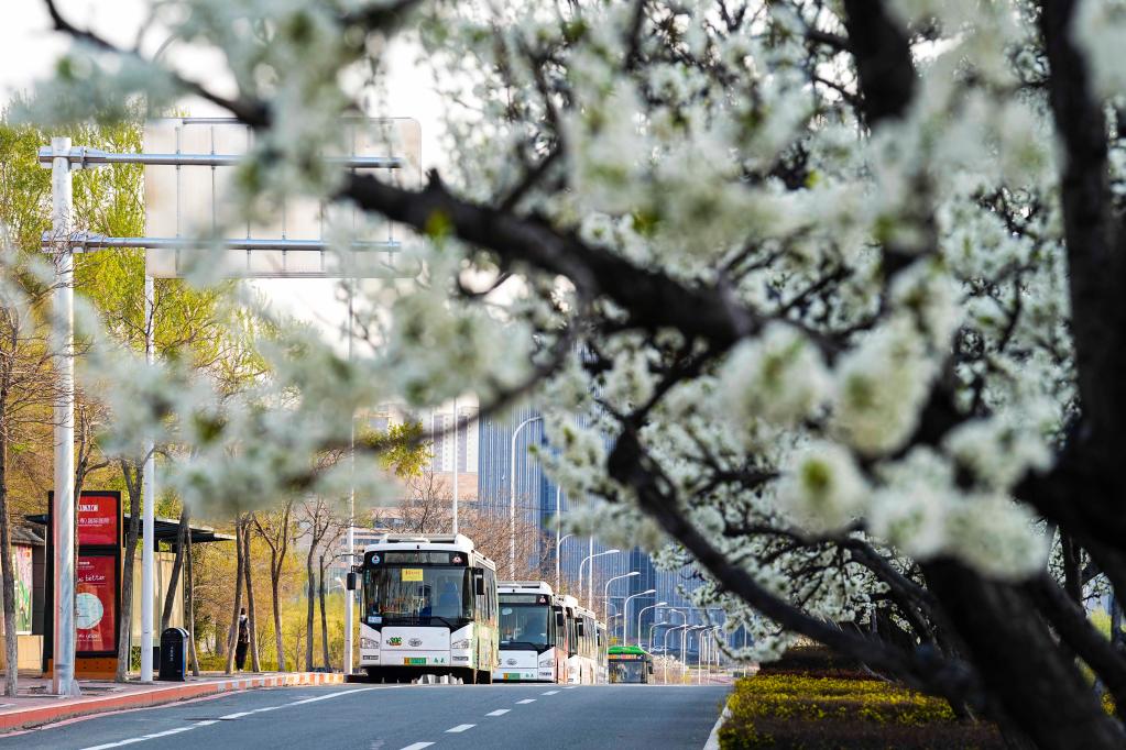 4月28日,几辆等待运营的公交车停靠在长春市街头。新华社记者 许畅 摄